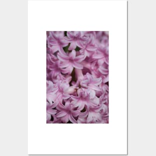 Hyacinth Posters and Art